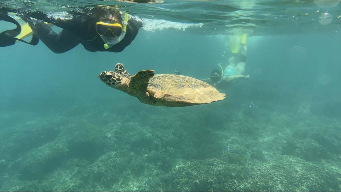 ウミガメとシュノーケリング｜瀬底島 ONLY ONE MARINE